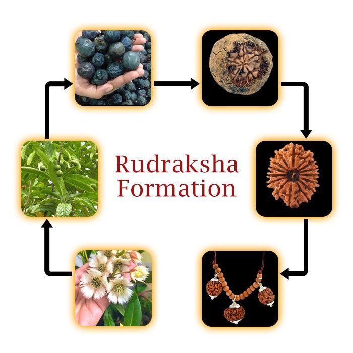 HOW IS RUDRAKSHA FORMED BY ATOMIC29